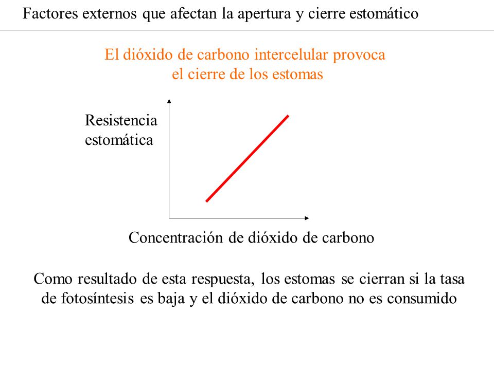 Factores externos que afectan la apertura y cierre estomático