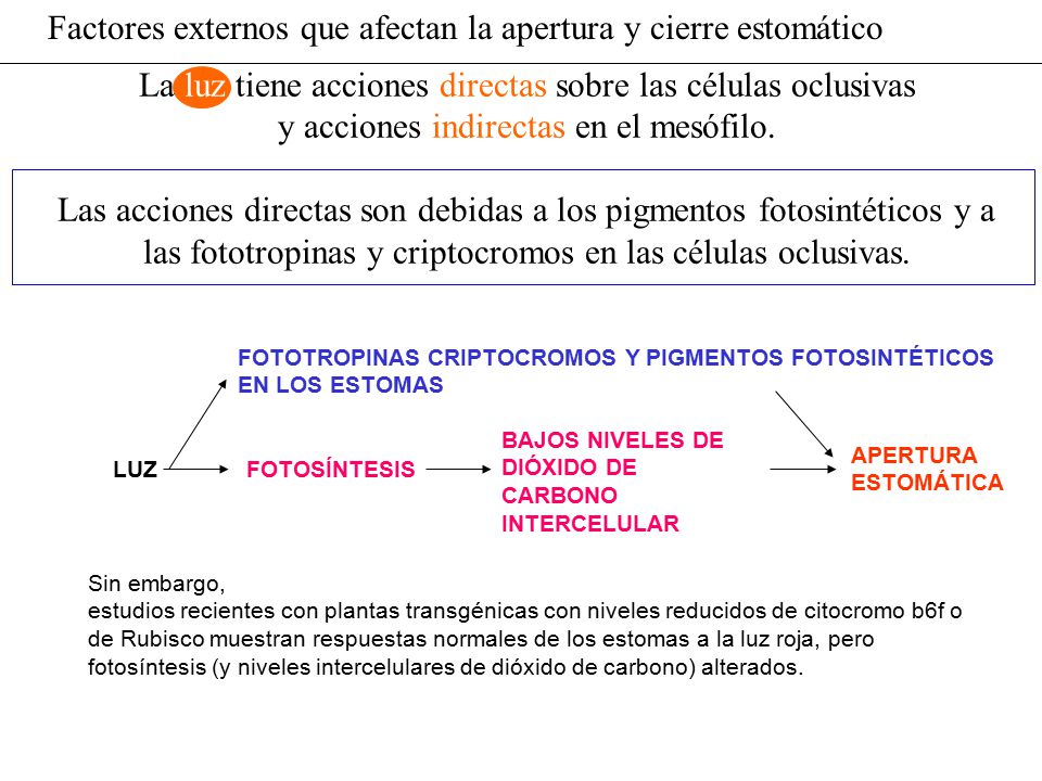 Factores externos que afectan la apertura y cierre estomático