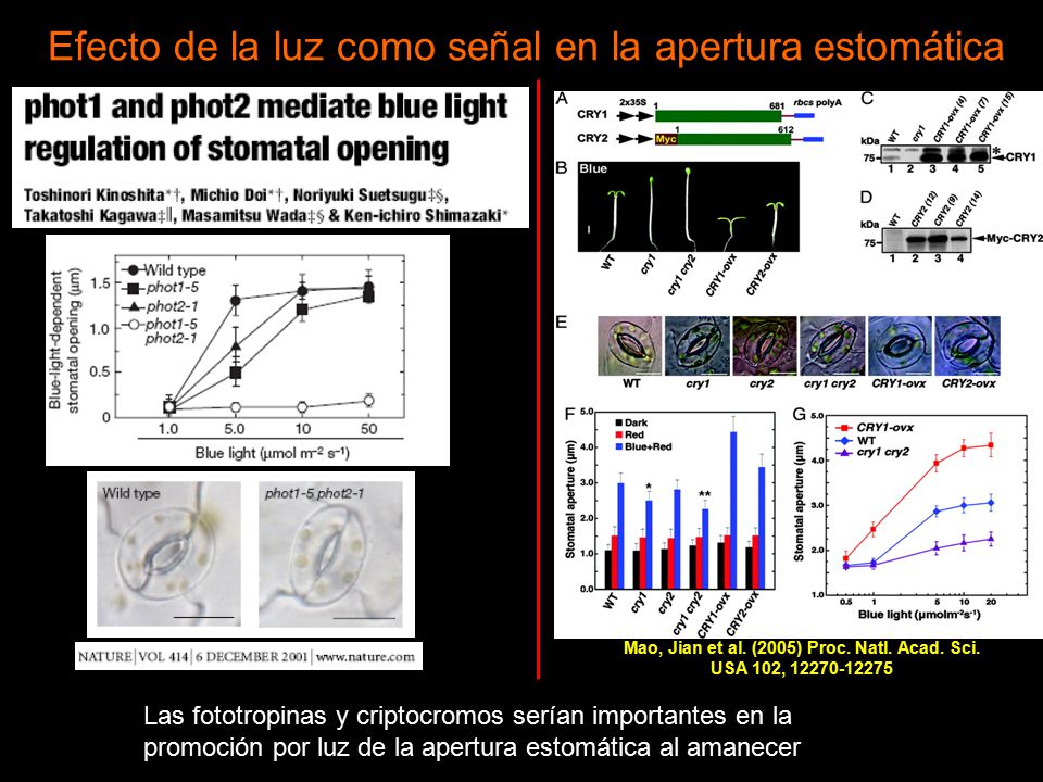 Mao, Jian et al. (2005) Proc. Natl. Acad. Sci. USA 102,