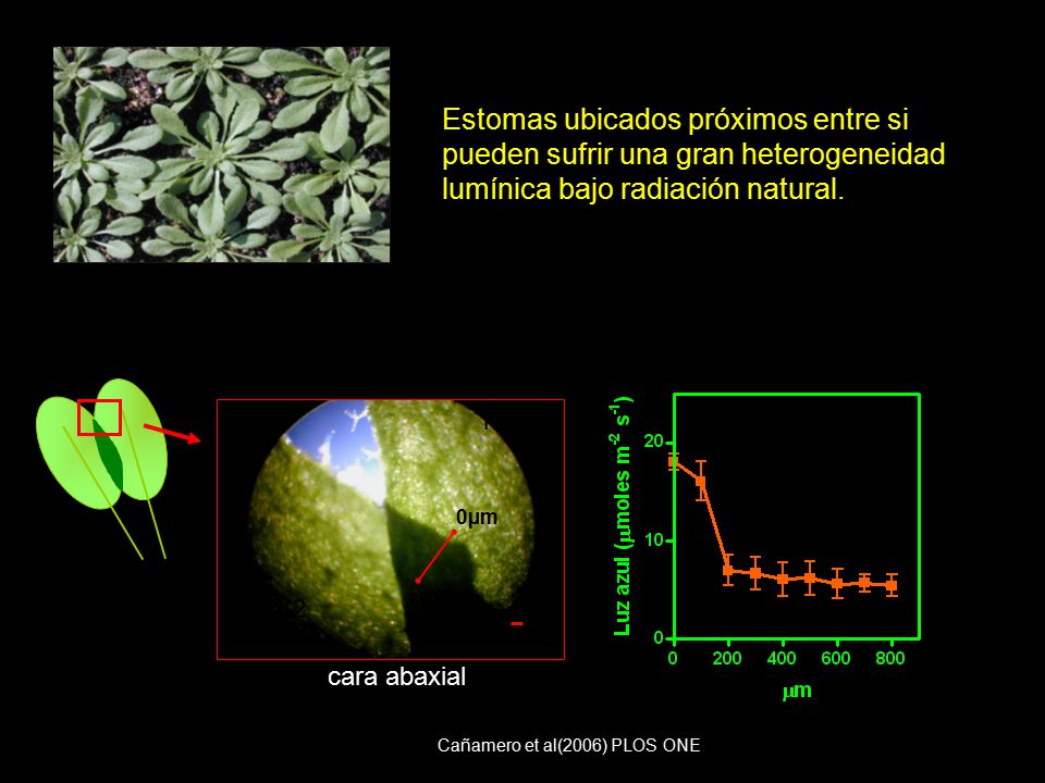 Estomas ubicados próximos entre si pueden sufrir una gran heterogeneidad lumínica bajo radiación natural.