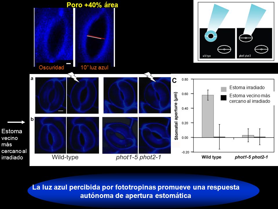 Poro +40% área Oscuridad. 10 luz azul. Estoma irradiado. Estoma vecino más. cercano al irradiado.