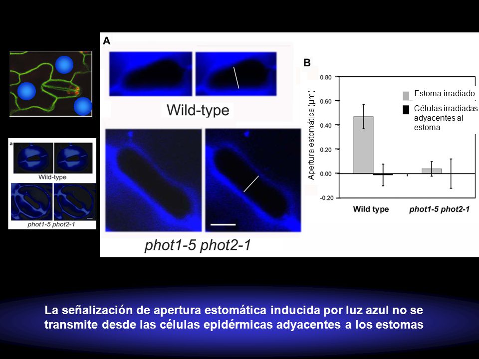 Estoma irradiado Células irradiadas adyacentes al estoma. Apertura estomática (μm)