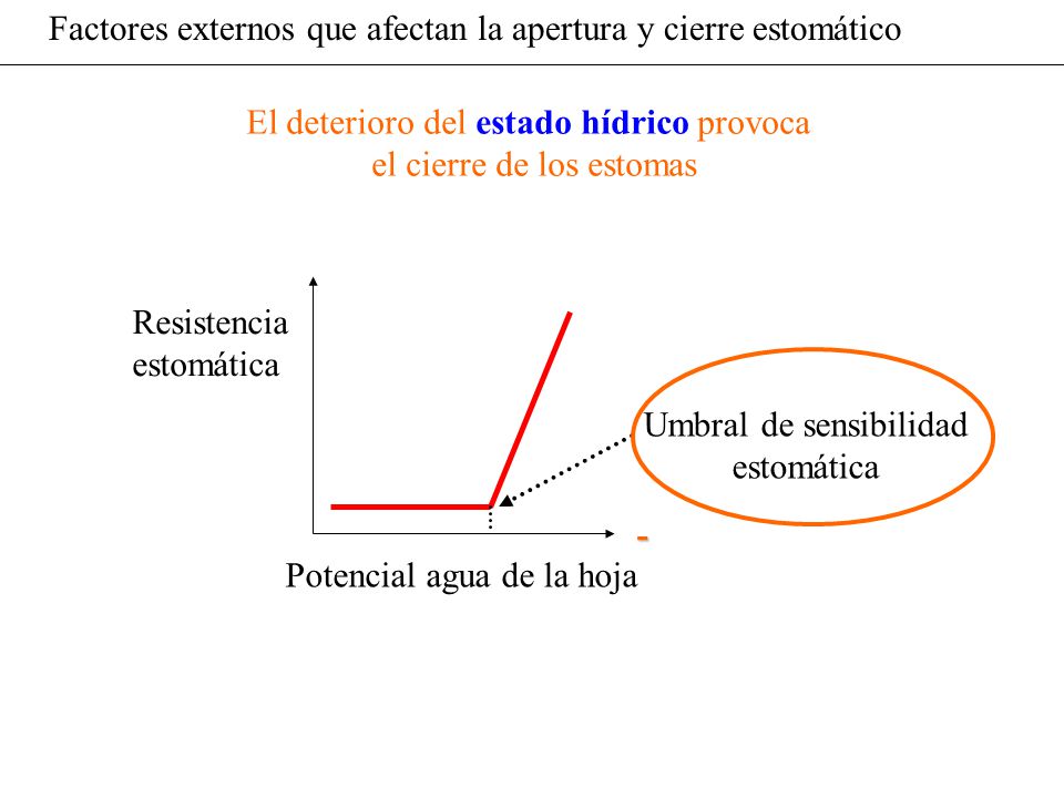 Factores externos que afectan la apertura y cierre estomático