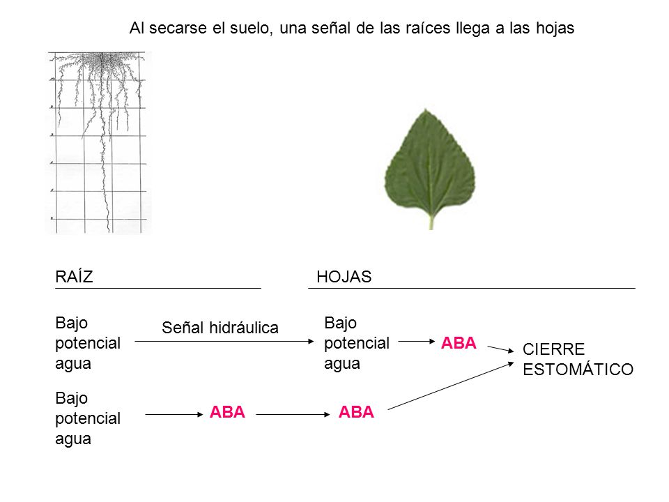 Al secarse el suelo, una señal de las raíces llega a las hojas