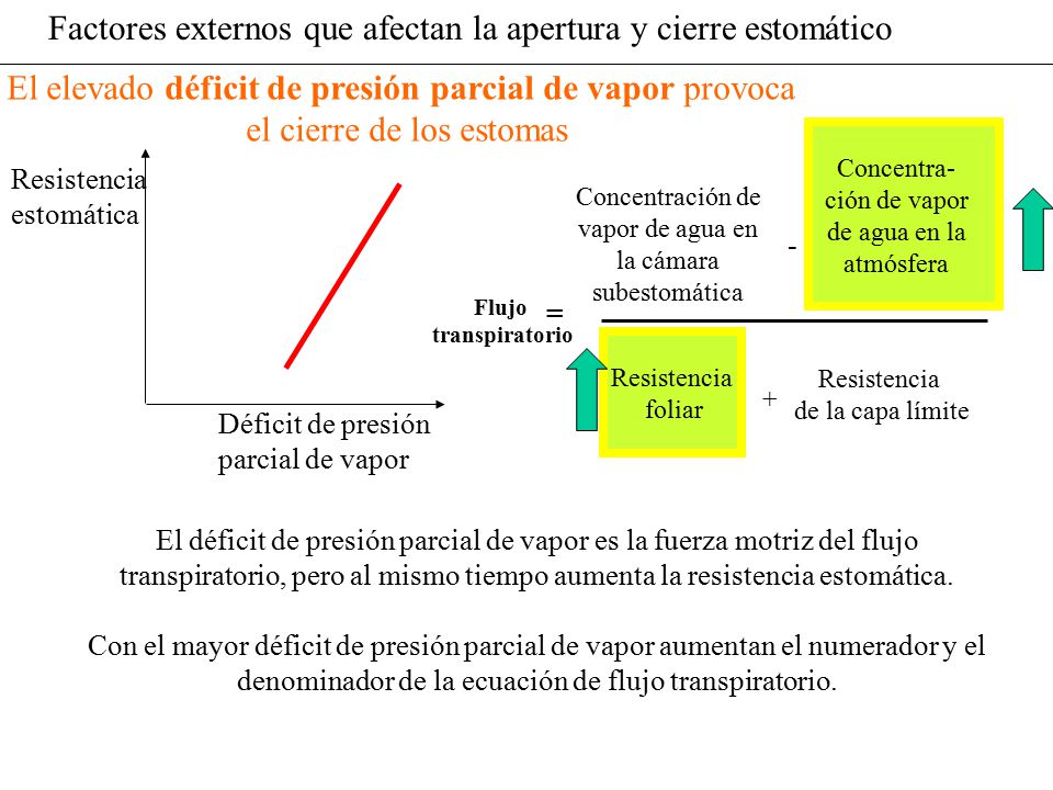 Factores externos que afectan la apertura y cierre estomático