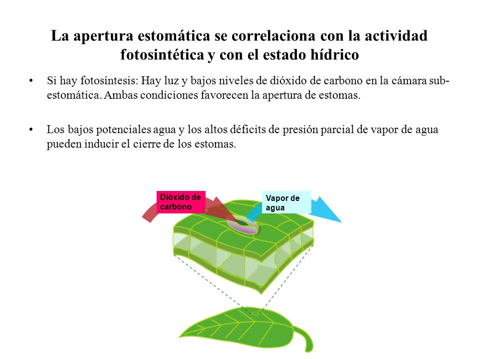 La apertura estomática se correlaciona con la actividad fotosintética y con el estado hídrico
