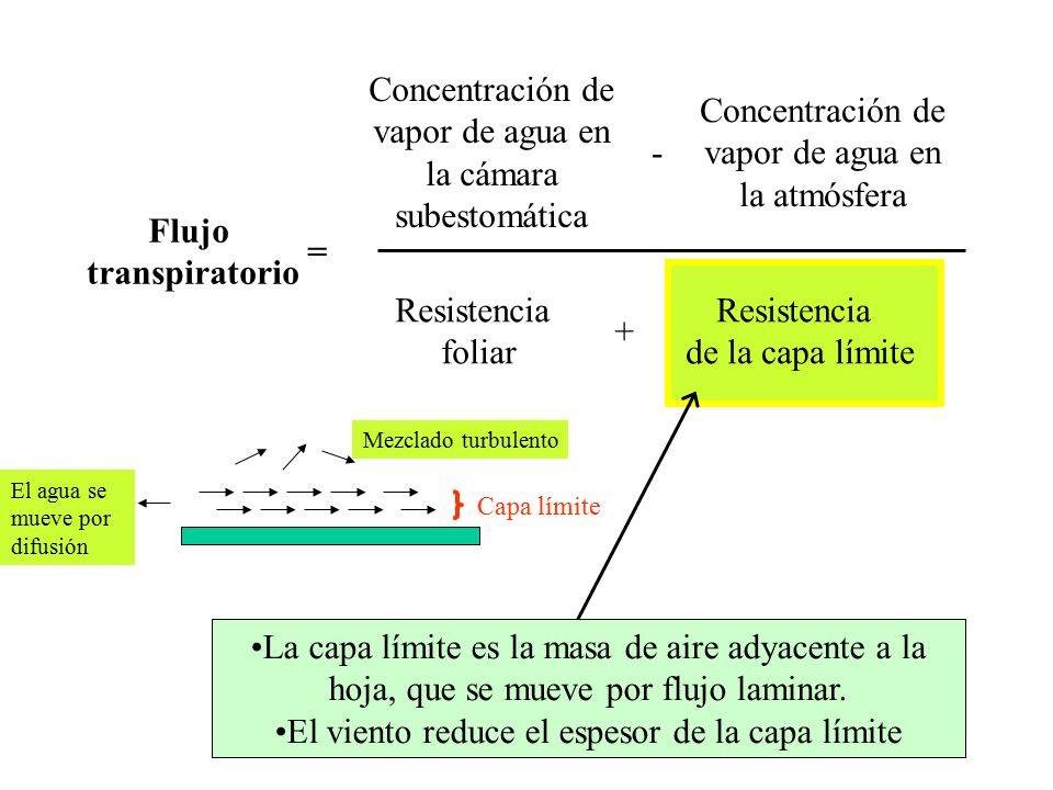 Concentración de vapor de agua en la cámara subestomática