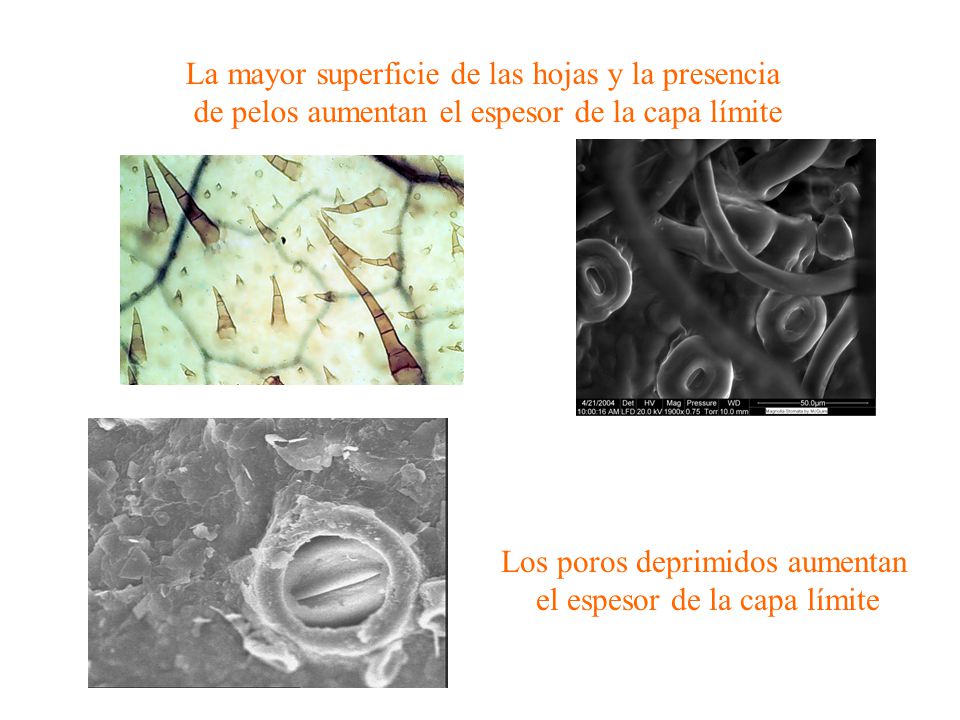 La mayor superficie de las hojas y la presencia