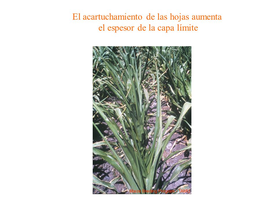 El acartuchamiento de las hojas aumenta el espesor de la capa límite