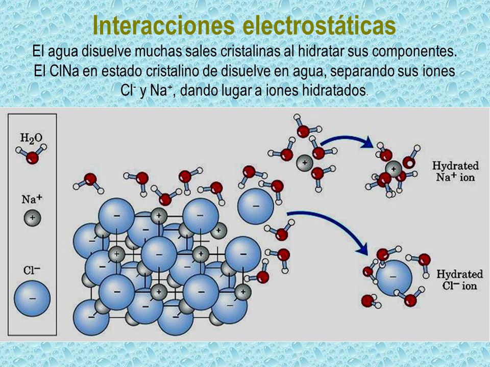 Interacciones electrostáticas El agua disuelve muchas sales cristalinas al hidratar sus componentes.
