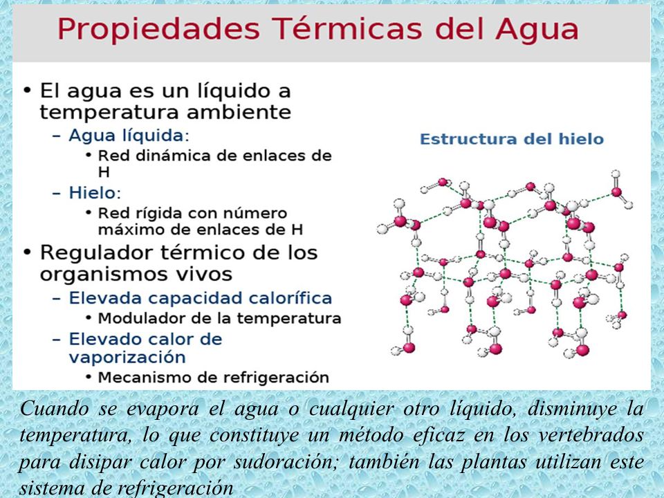 Cuando se evapora el agua o cualquier otro líquido, disminuye la temperatura, lo que constituye un método eficaz en los vertebrados para disipar calor por sudoración; también las plantas utilizan este sistema de refrigeración
