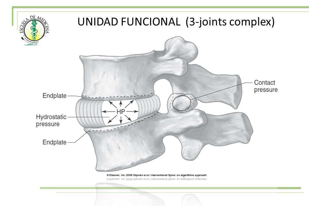 UNIDAD FUNCIONAL (3-joints complex)