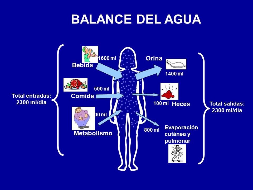 BALANCE DEL AGUA Orina Bebida Comida Heces Metabolismo Total entradas: