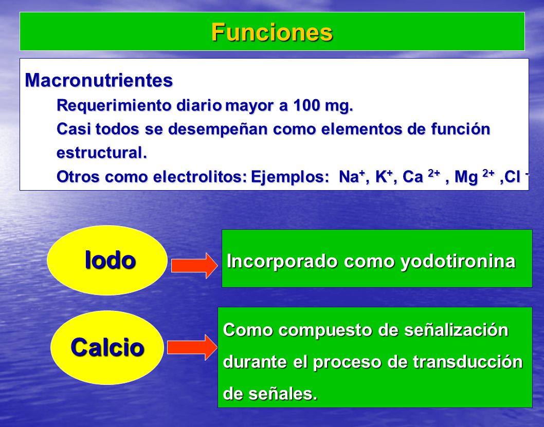 Funciones Iodo Calcio Macronutrientes Incorporado como yodotironina