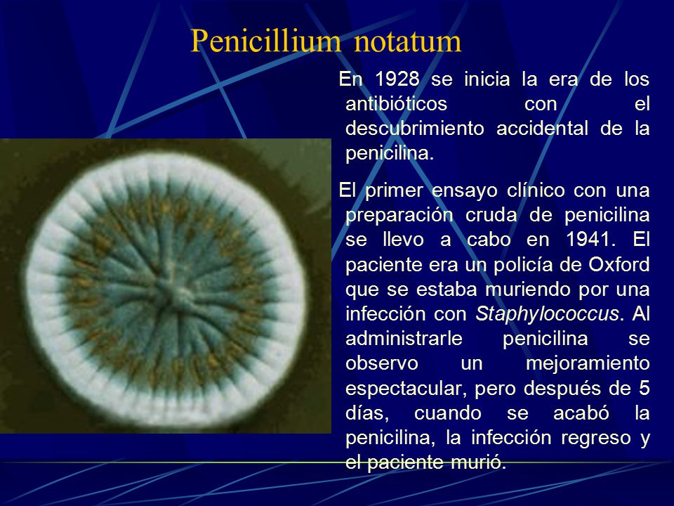 Penicillium notatum En 1928 se inicia la era de los antibióticos con el descubrimiento accidental de la penicilina.