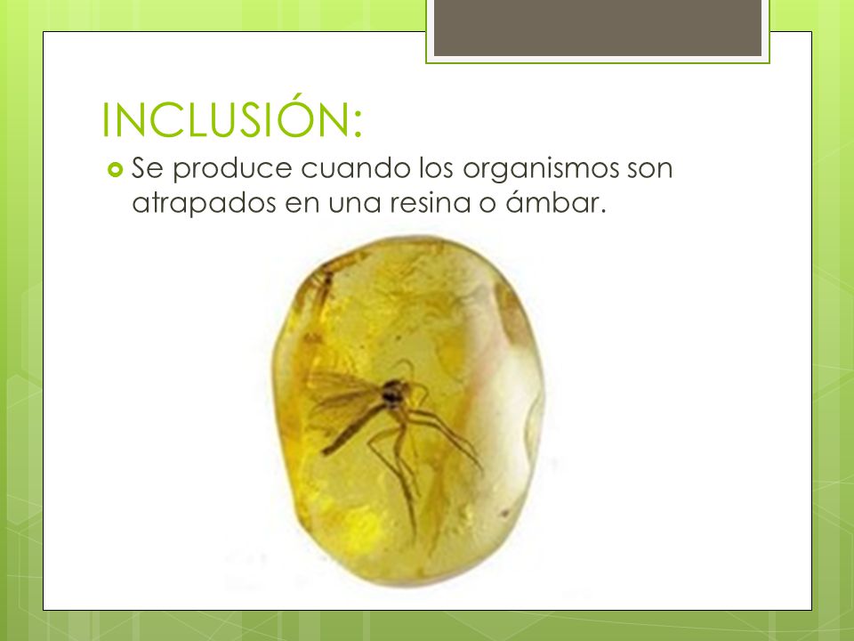 INCLUSIÓN: Se produce cuando los organismos son atrapados en una resina o ámbar.