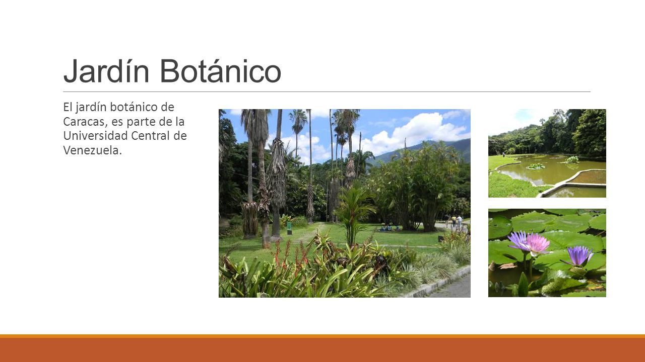 Jardín Botánico El jardín botánico de Caracas, es parte de la Universidad Central de Venezuela.