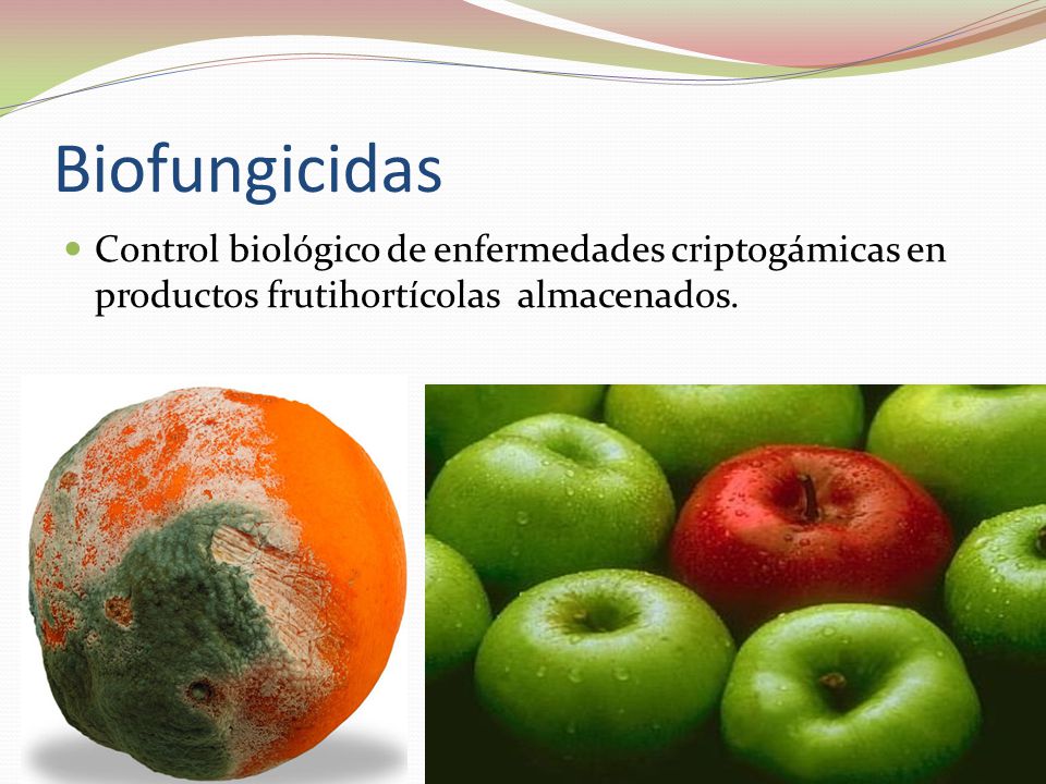 Biofungicidas Control biológico de enfermedades criptogámicas en productos frutihortícolas almacenados.