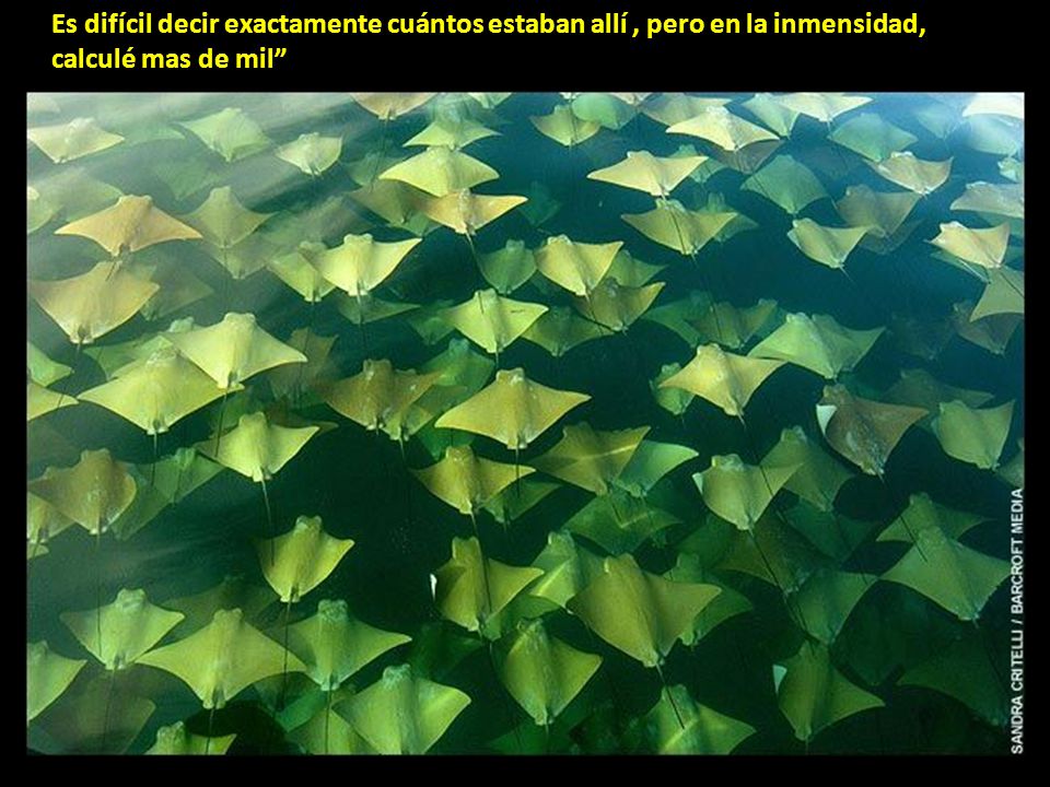 Es difícil decir exactamente cuántos estaban allí , pero en la inmensidad, calculé mas de mil