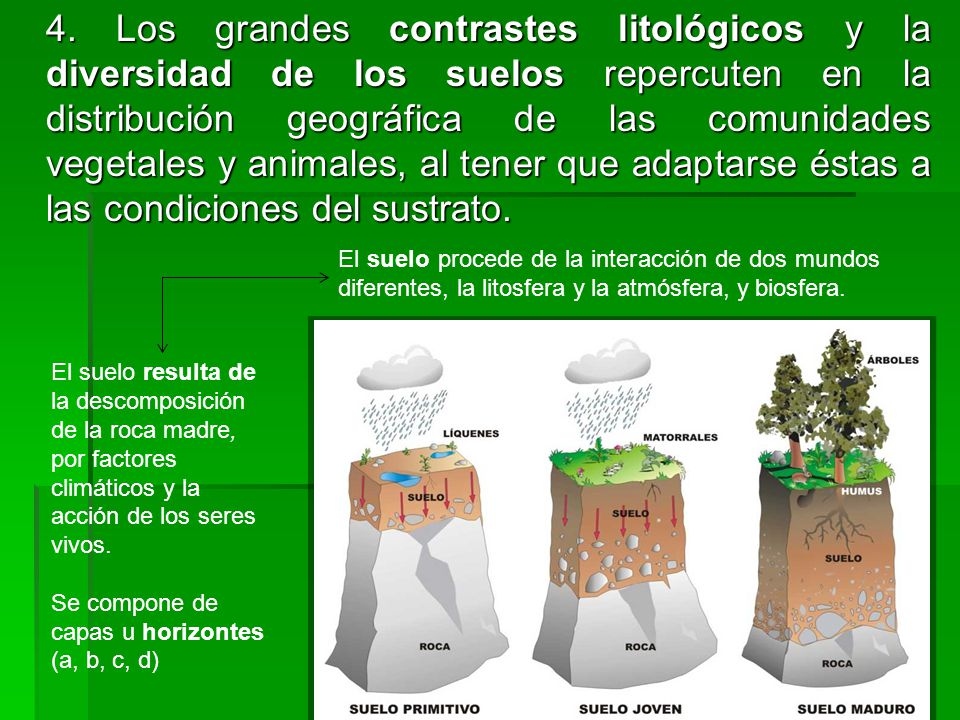 4. Los grandes contrastes litológicos y la diversidad de los suelos repercuten en la distribución geográfica de las comunidades vegetales y animales, al tener que adaptarse éstas a las condiciones del sustrato.