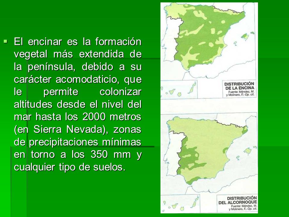 El encinar es la formación vegetal más extendida de la península, debido a su carácter acomodaticio, que le permite colonizar altitudes desde el nivel del mar hasta los 2000 metros (en Sierra Nevada), zonas de precipitaciones mínimas en torno a los 350 mm y cualquier tipo de suelos.