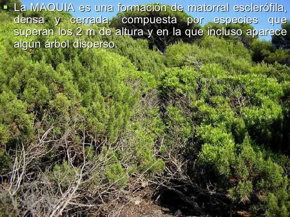 La MAQUIA es una formación de matorral esclerófila, densa y cerrada, compuesta por especies que superan los 2 m de altura y en la que incluso aparece algún árbol disperso.
