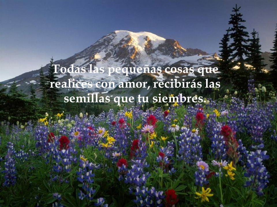 Todas las pequeñas cosas que realices con amor, recibirás las semillas que tu siembres.