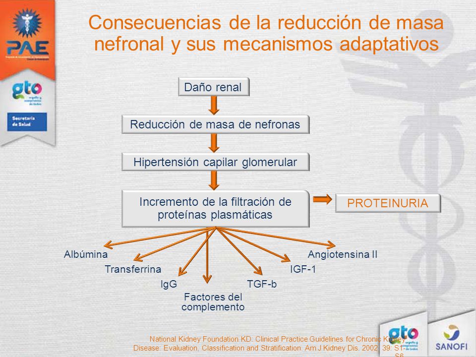 Consecuencias de la reducción de masa nefronal y sus mecanismos adaptativos