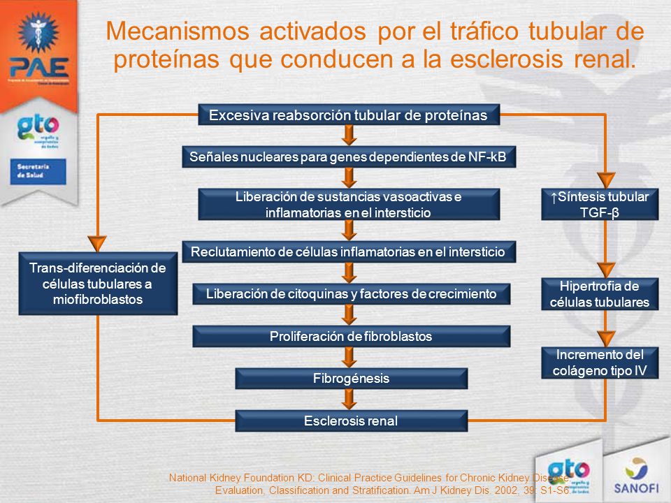 Mecanismos activados por el tráfico tubular de proteínas que conducen a la esclerosis renal.