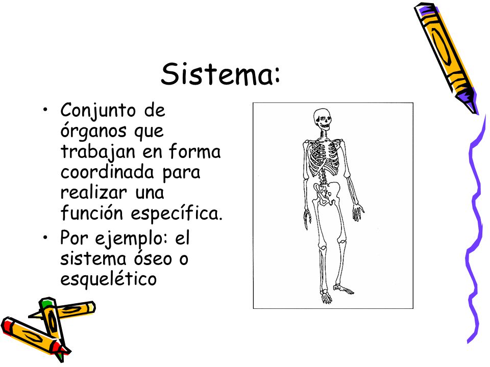Sistema: Conjunto de órganos que trabajan en forma coordinada para realizar una función específica.
