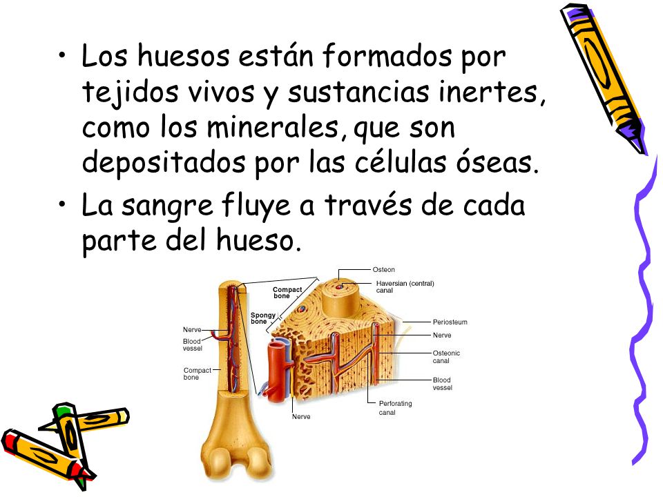 Los huesos están formados por tejidos vivos y sustancias inertes, como los minerales, que son depositados por las células óseas.