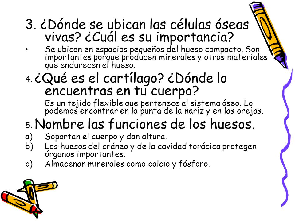 3. ¿Dónde se ubican las células óseas vivas ¿Cuál es su importancia