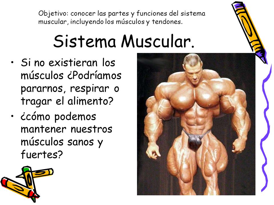 Sistema Muscular. Objetivo: conocer las partes y funciones del sistema muscular, incluyendo los músculos y tendones.