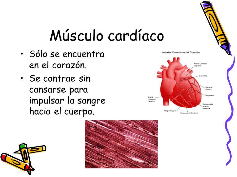 Músculo cardíaco Sólo se encuentra en el corazón.