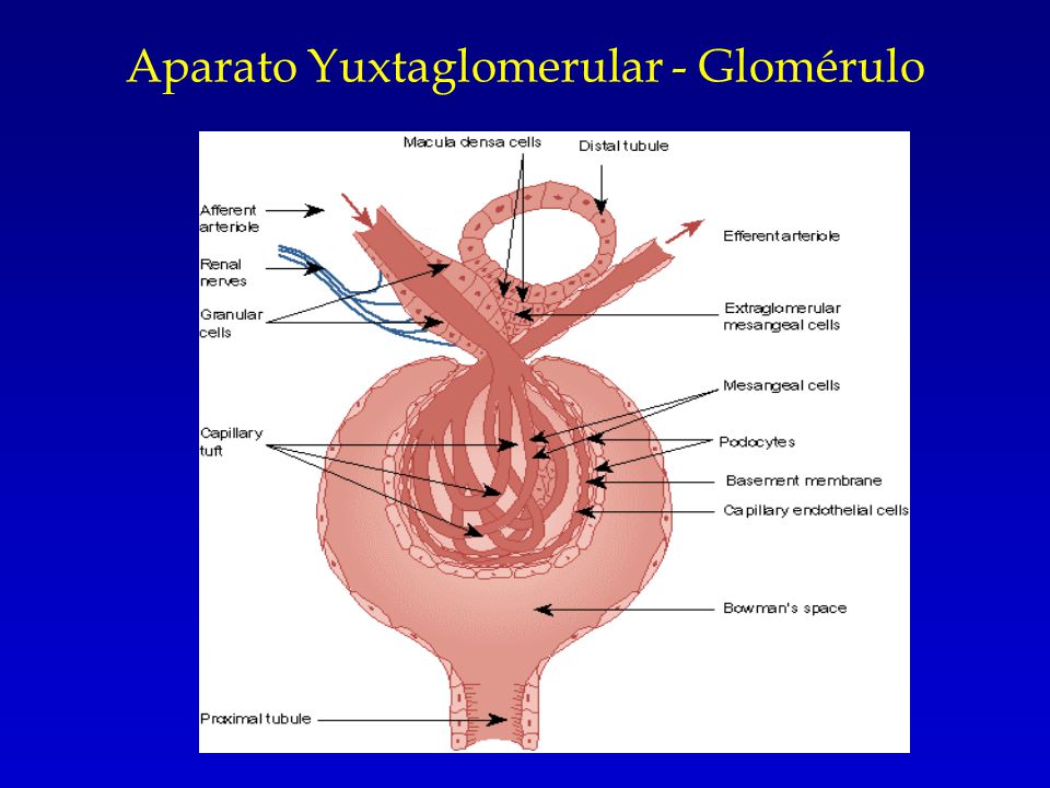 Aparato Yuxtaglomerular - Glomérulo