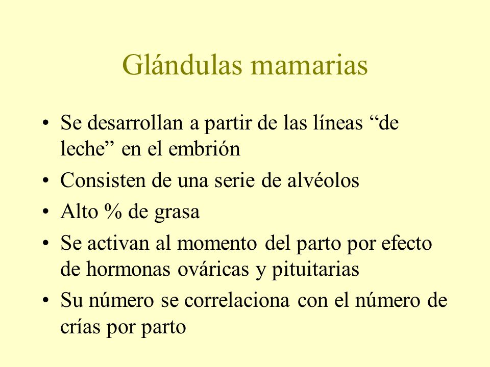 Glándulas mamarias Se desarrollan a partir de las líneas de leche en el embrión. Consisten de una serie de alvéolos.