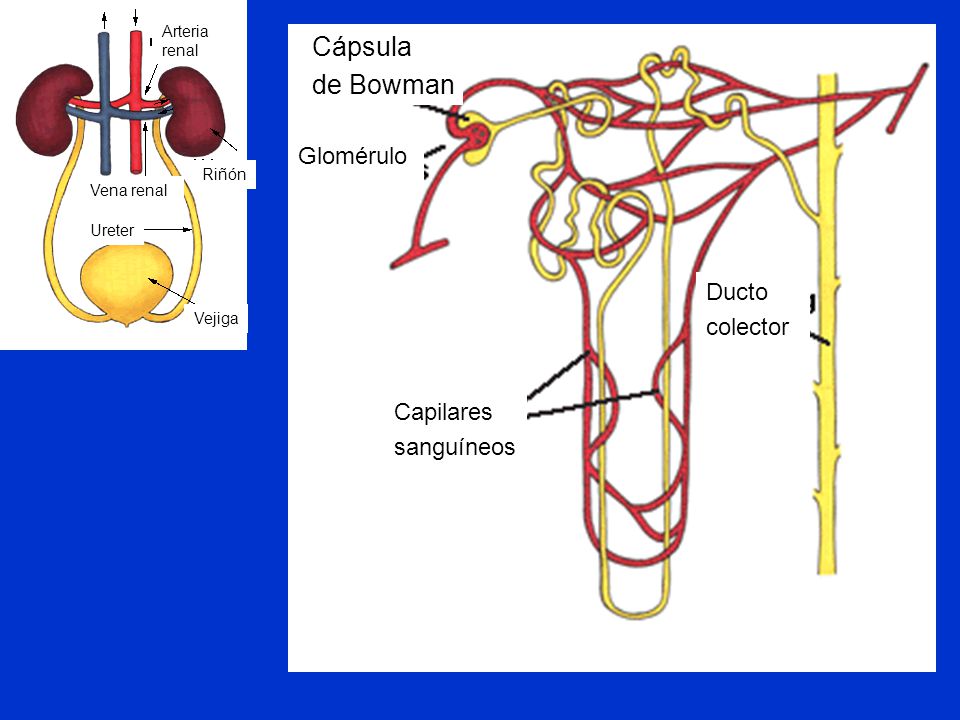 Cápsula de Bowman Glomérulo Ducto colector Capilares sanguíneos