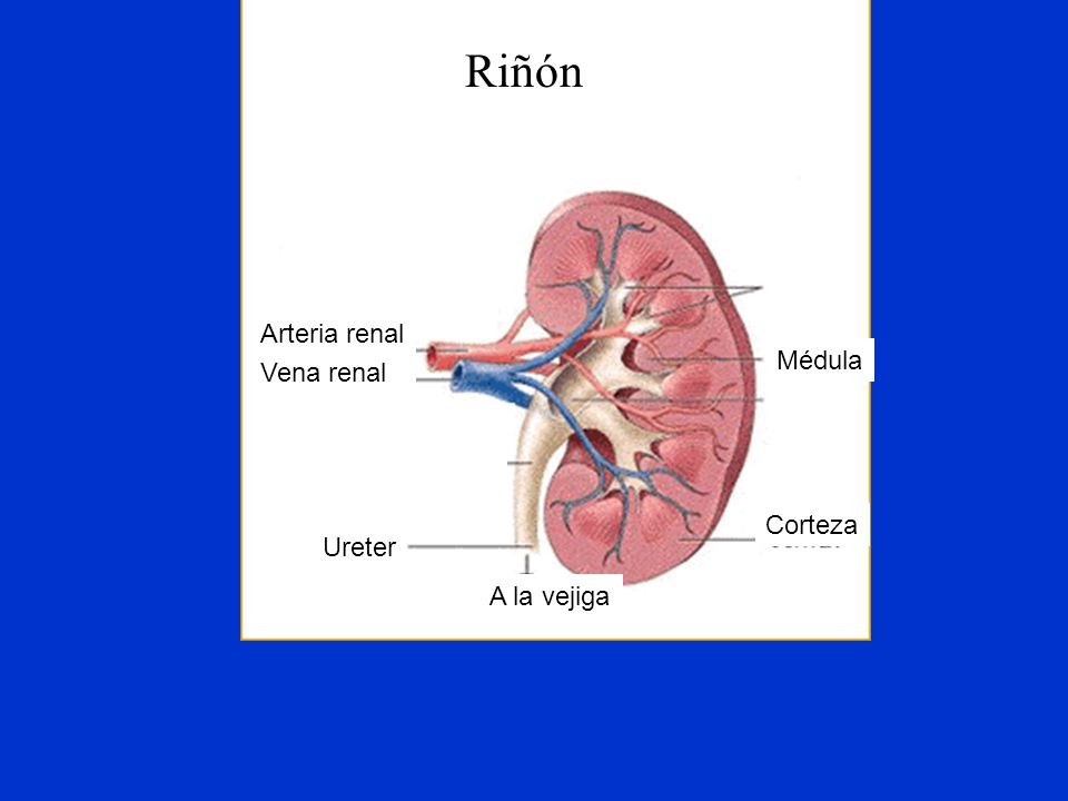 Riñón Arteria renal Vena renal Médula Corteza Ureter A la vejiga