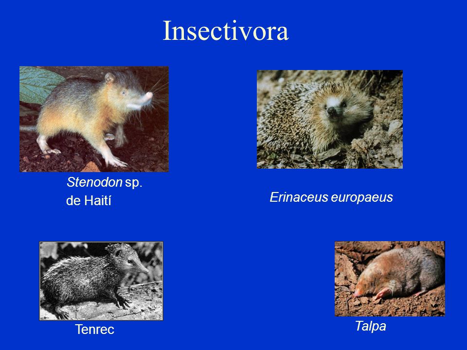 Insectivora Stenodon sp. de Haití Erinaceus europaeus Talpa Tenrec