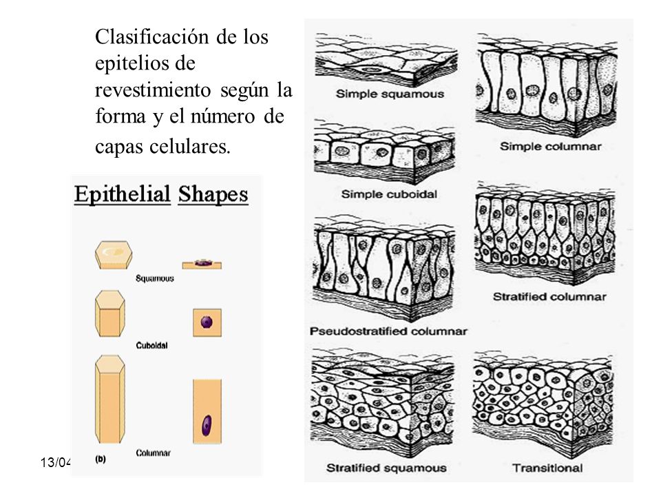 Clasificación de los epitelios de revestimiento según la forma y el número de capas celulares.