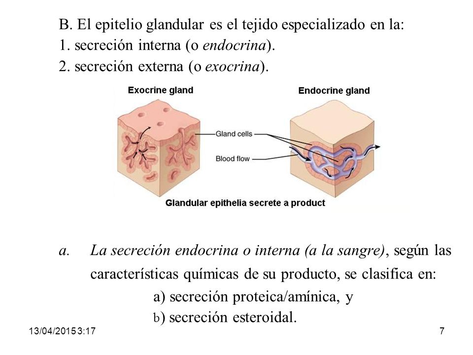 B. El epitelio glandular es el tejido especializado en la: