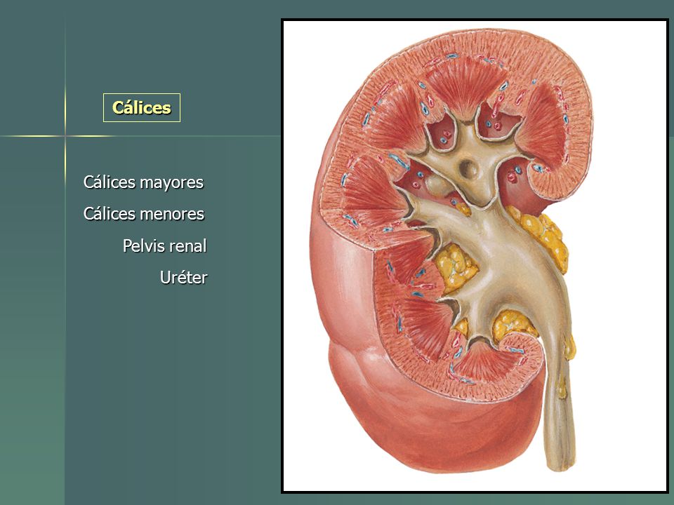 Cálices Cálices mayores Cálices menores Pelvis renal Uréter