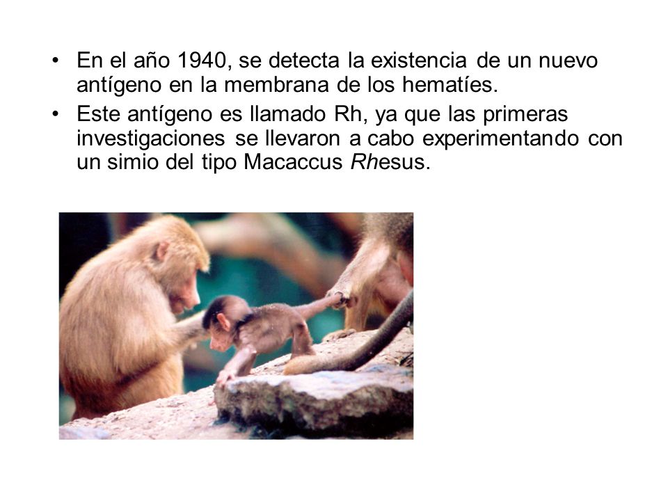 En el año 1940, se detecta la existencia de un nuevo antígeno en la membrana de los hematíes.