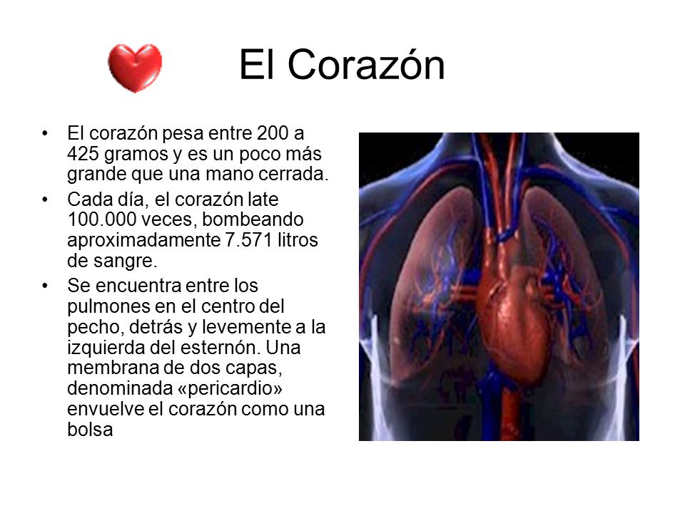 El Corazón El corazón pesa entre 200 a 425 gramos y es un poco más grande que una mano cerrada.