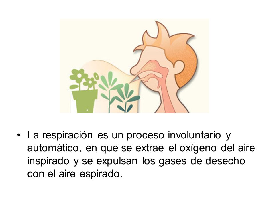 La respiración es un proceso involuntario y automático, en que se extrae el oxígeno del aire inspirado y se expulsan los gases de desecho con el aire espirado.