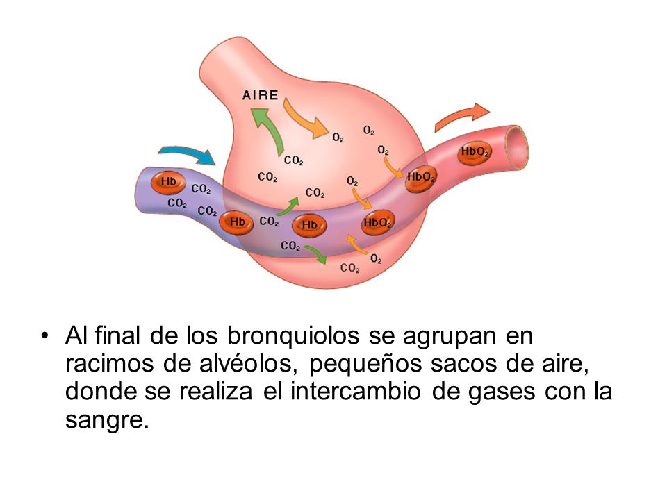 Al final de los bronquiolos se agrupan en racimos de alvéolos, pequeños sacos de aire, donde se realiza el intercambio de gases con la sangre.