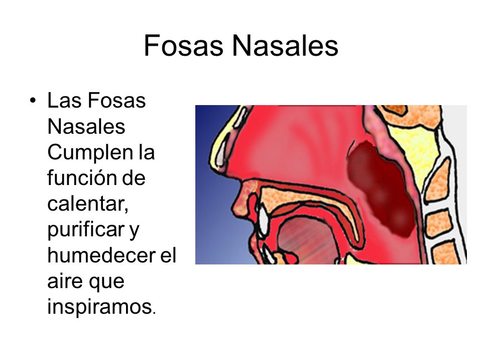 Fosas Nasales Las Fosas Nasales Cumplen la función de calentar, purificar y humedecer el aire que inspiramos.