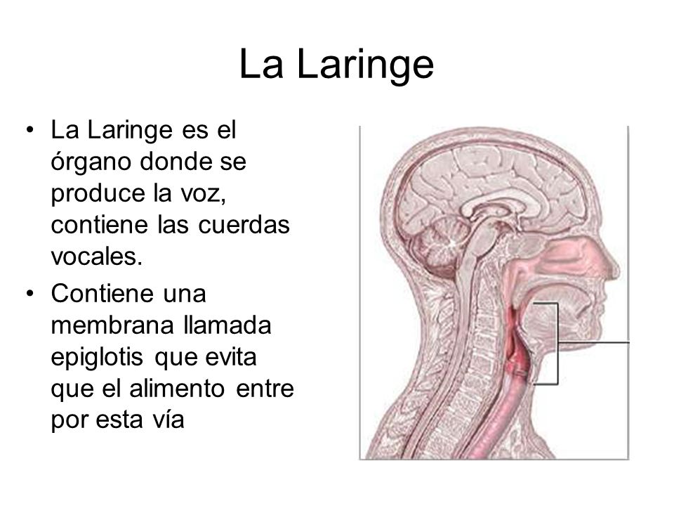 La Laringe La Laringe es el órgano donde se produce la voz, contiene las cuerdas vocales.