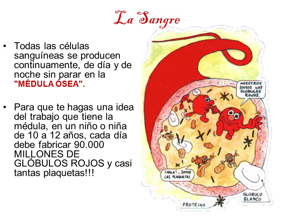 La Sangre Todas las células sanguíneas se producen continuamente, de día y de noche sin parar en la MÉDULA ÓSEA .