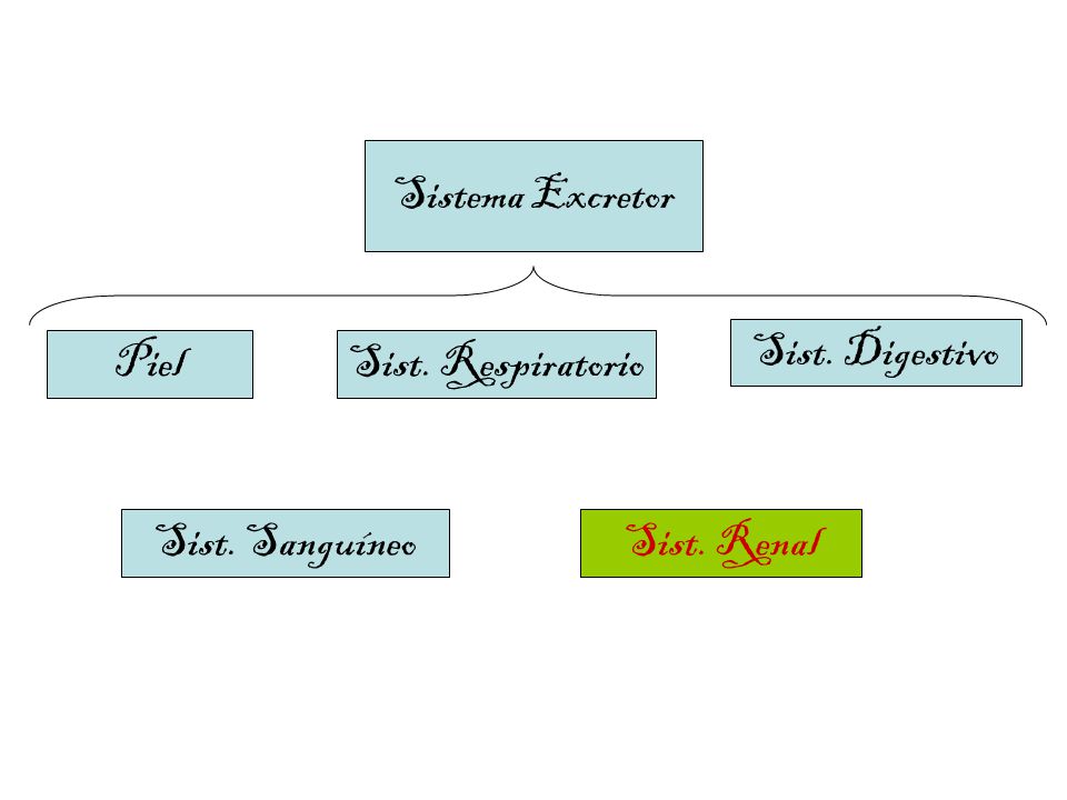 Sistema Excretor Piel Sist. Respiratorio Sist. Renal Sist. Digestivo Sist. Sanguíneo
